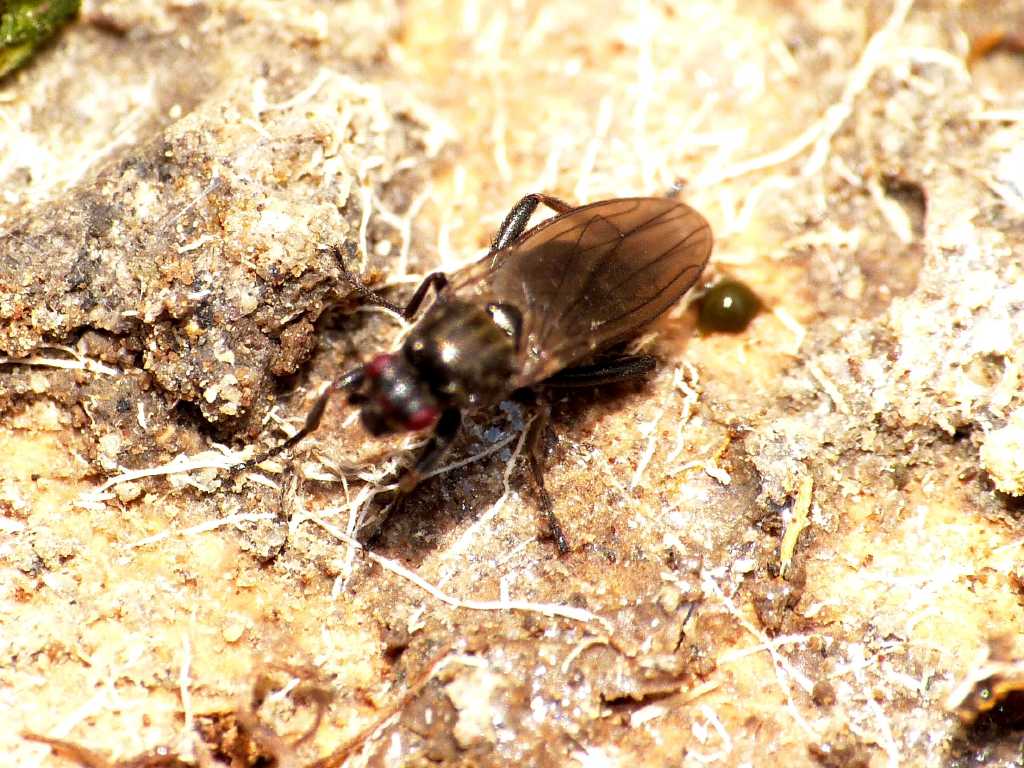 Forse Lotophila atra (Sphaeroceridae) - Torrimpietra (RM)